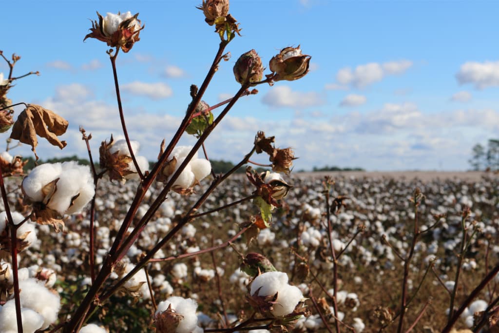 Is it better to choose organic cotton? 5