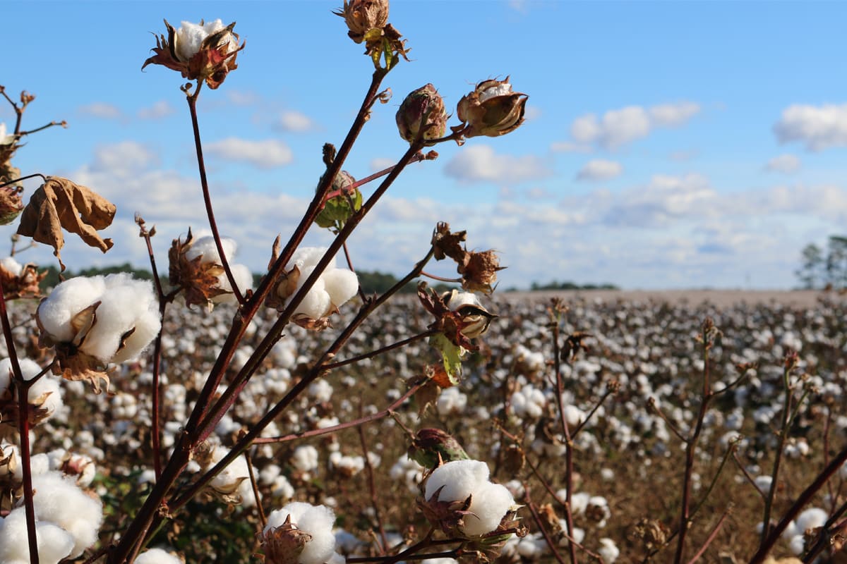 Is it better to choose organic cotton? 1